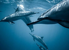 “苏超”淘汰赛 南通队五球零封对手晋级四强